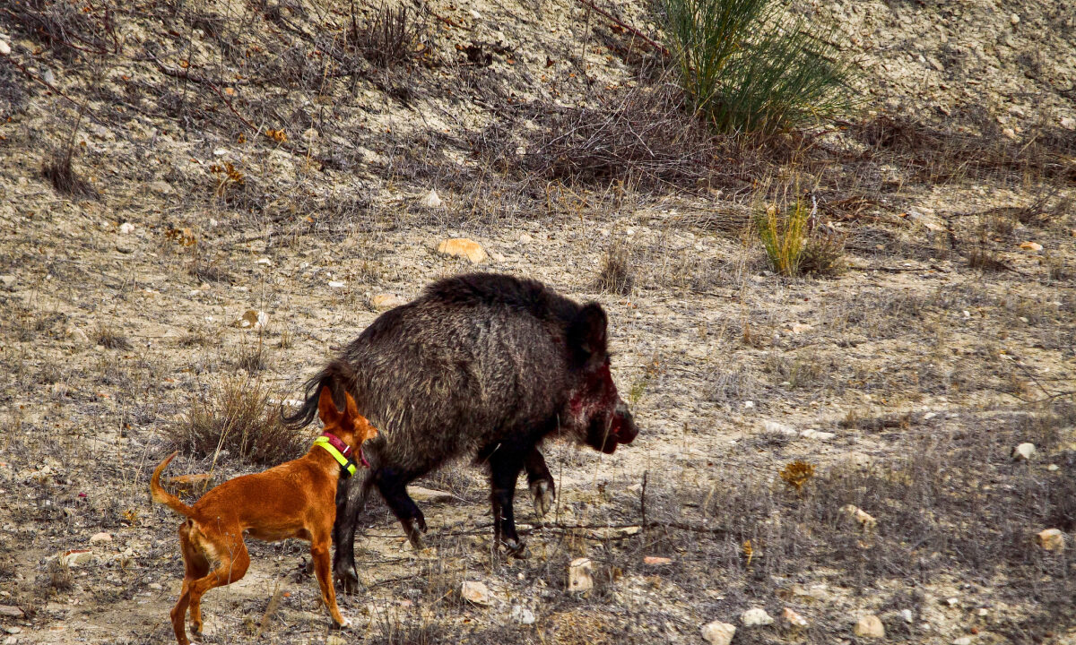 Chien sanglier Aujesky
