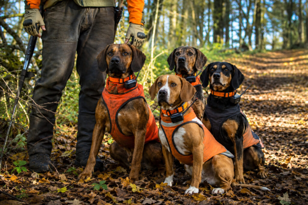 Chiens courants GPS