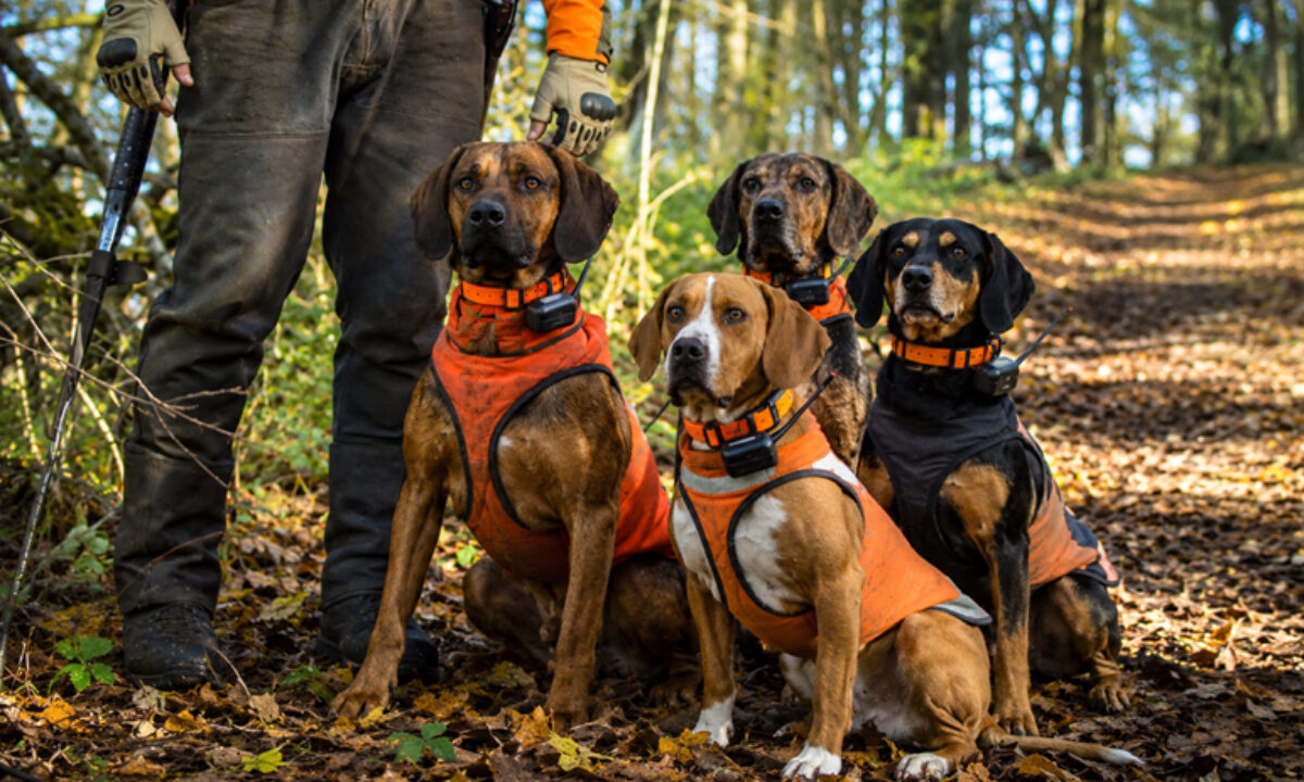 Chiens courants GPS