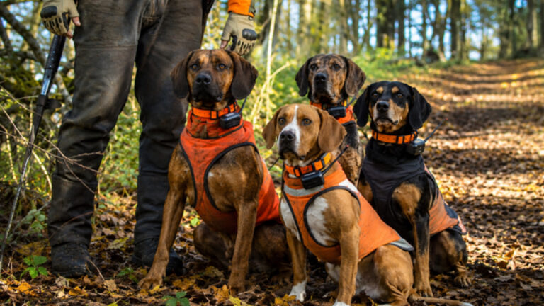 GPS des chiens : le Gard relance un débat qui touche toute la chasse
