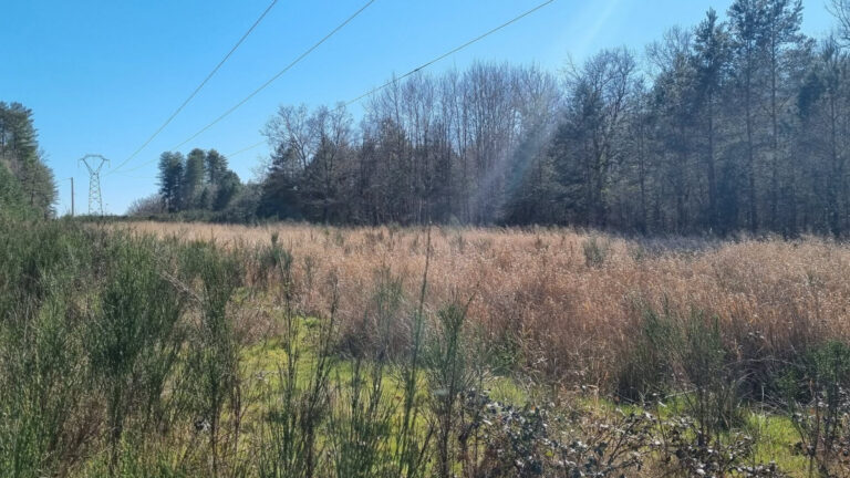 Sous les lignes à haute tension, les chasseurs du Cher créent des refuges pour la faune