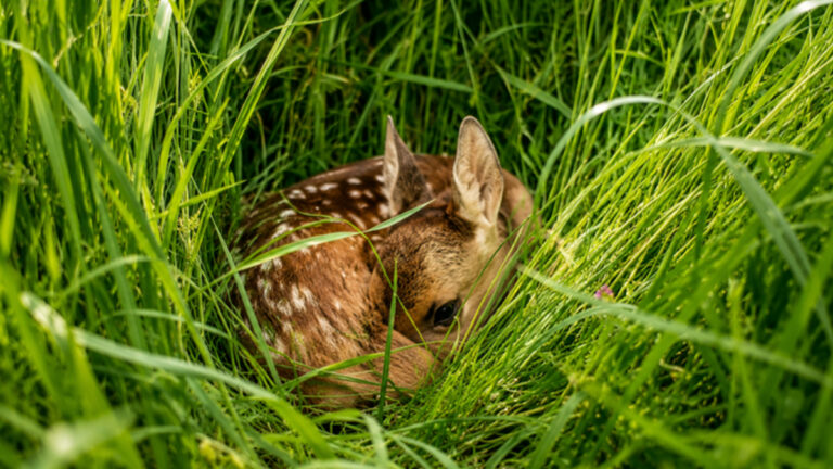 « Sauvons Bambi » : quand chasseurs et non chasseurs s&rsquo;unissent pour sauver les faons de la fauche