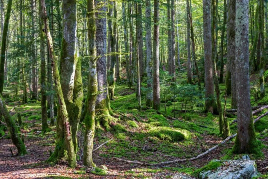 Forêt