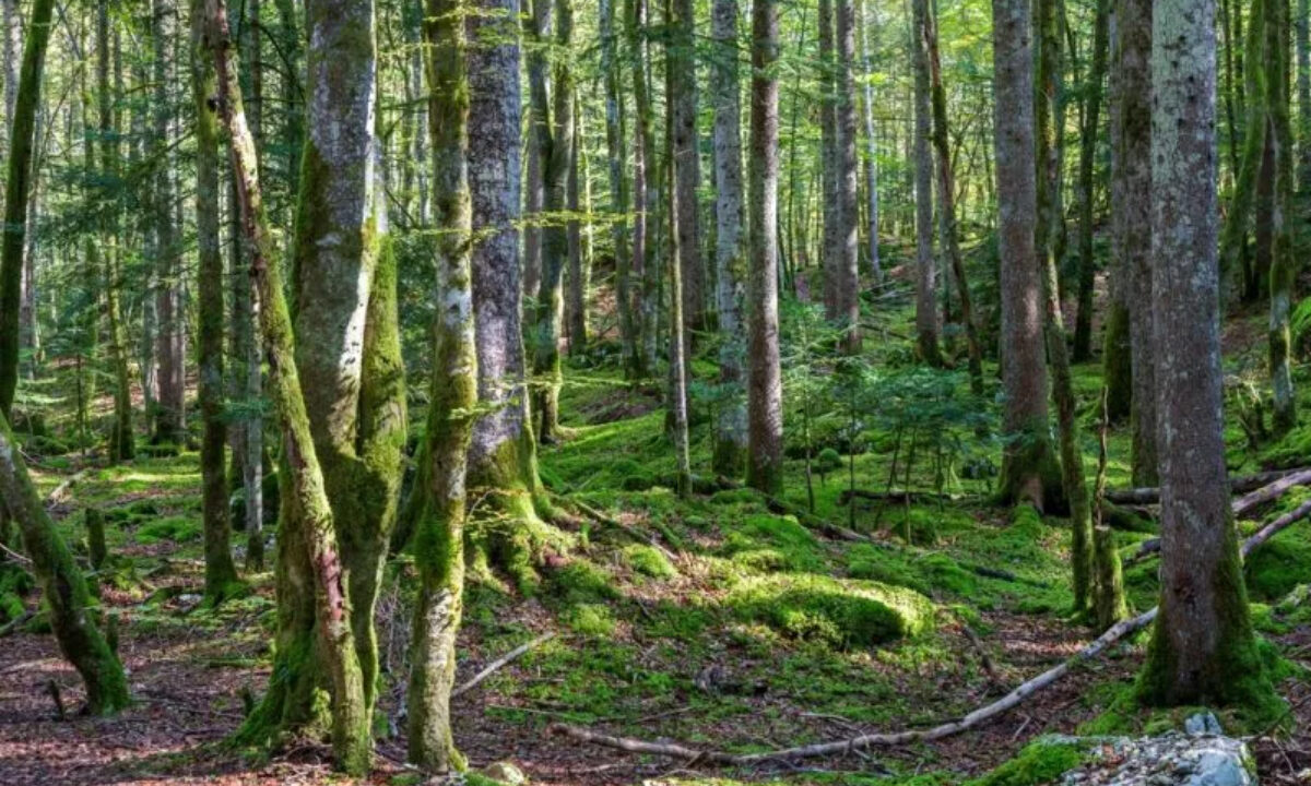 Forêt