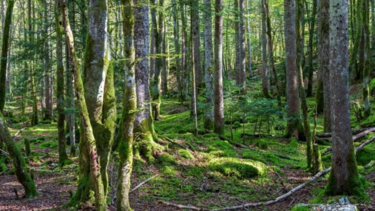 Une banque rachète 740 hectares de forêt entre Sarthe et Mayenne