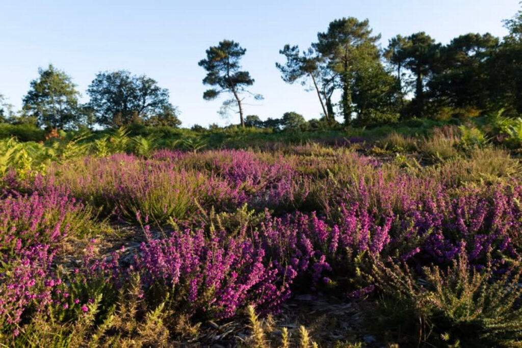 Lande du Crano Morbihan