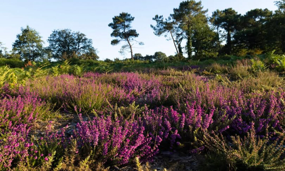 Lande du Crano Morbihan