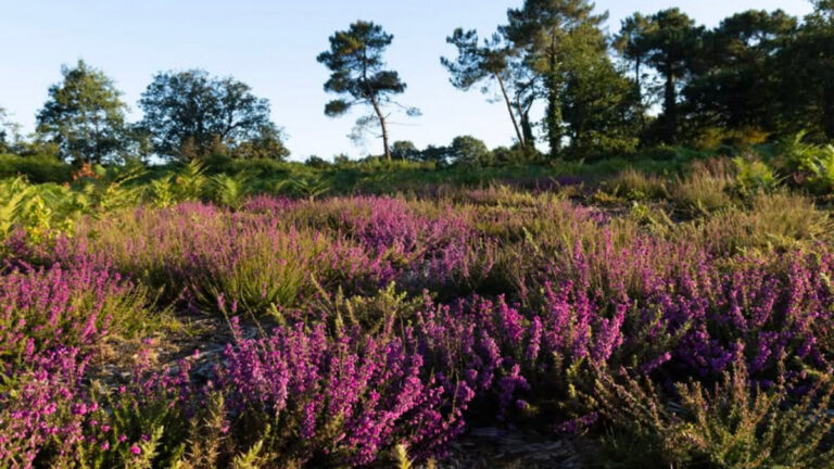 Les chasseurs du Morbihan lancent le nouveau site internet de la lande du Crano