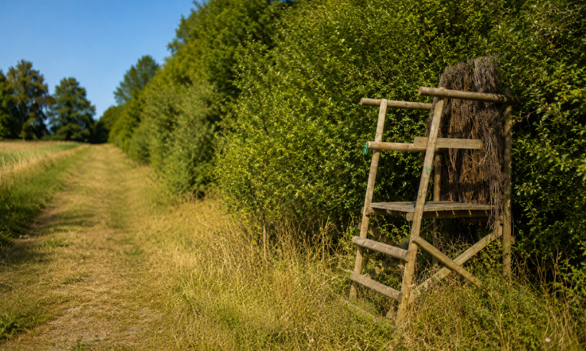 Mirador de chasse