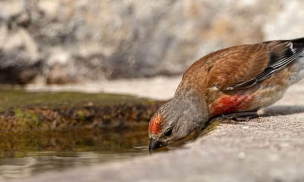 Point d'abreuvage faune