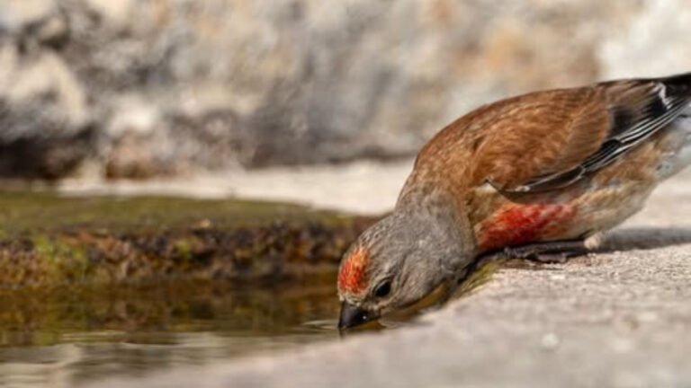 Canicule : quand les chasseurs installent des points d’eau pour sauver la faune sauvage