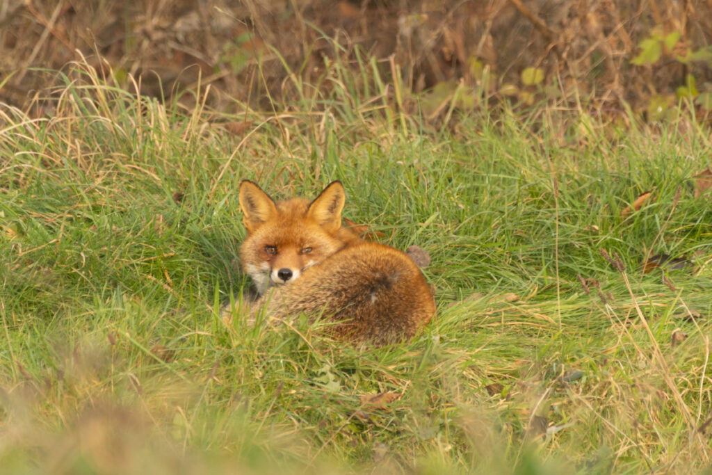 Renard