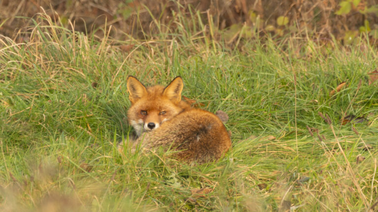 Renard : un premier cas de tuberculose bovine détecté grâce aux chasseurs