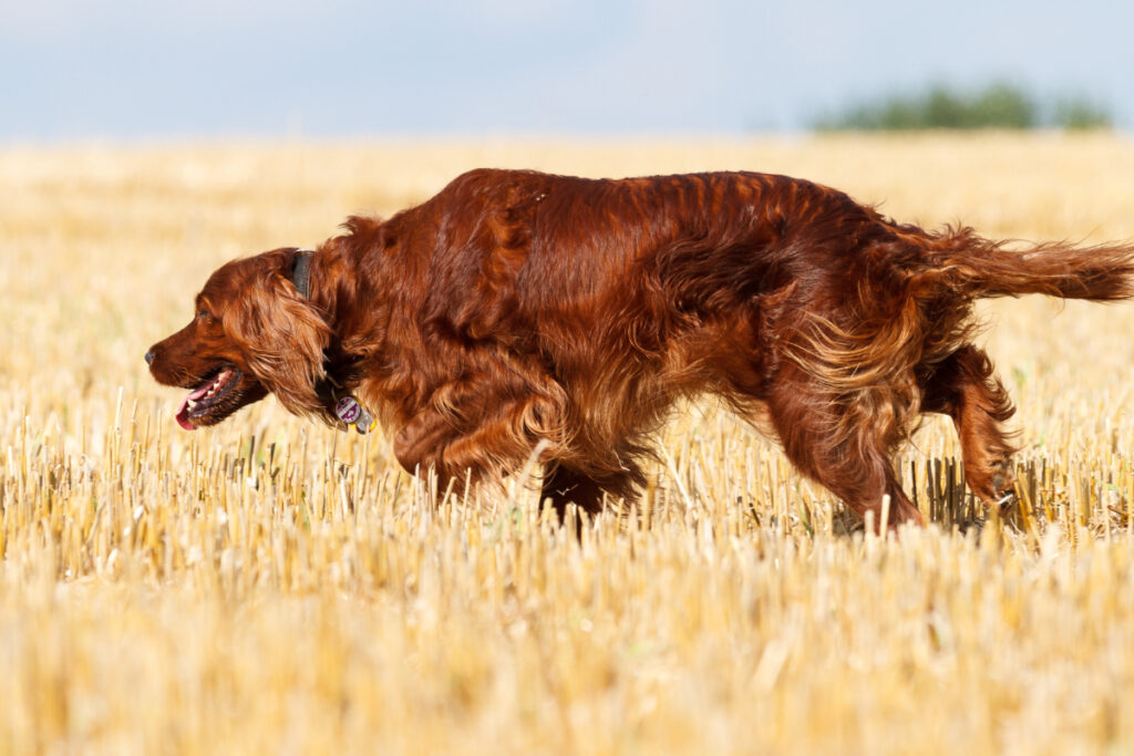 Setter irlandais