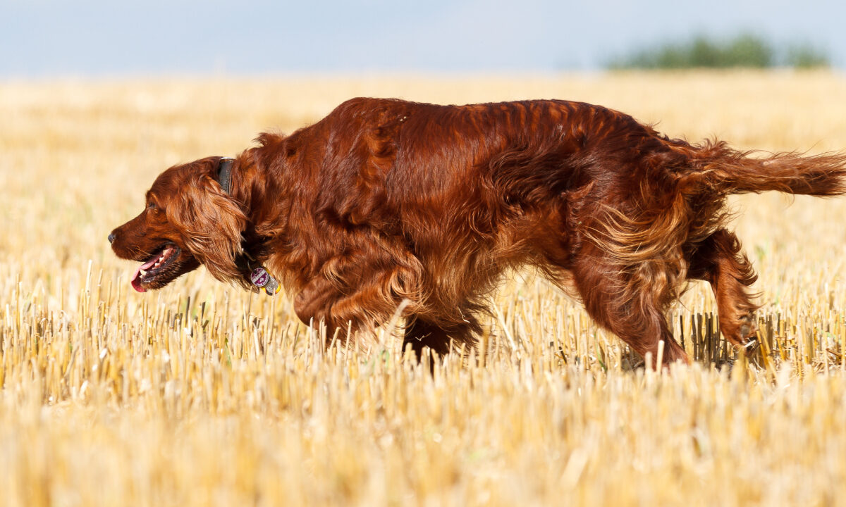 Setter irlandais
