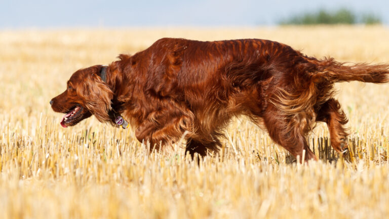 Le Setter irlandais à l&rsquo;honneur lors d&rsquo;une journée spéciale en Haute-Saône