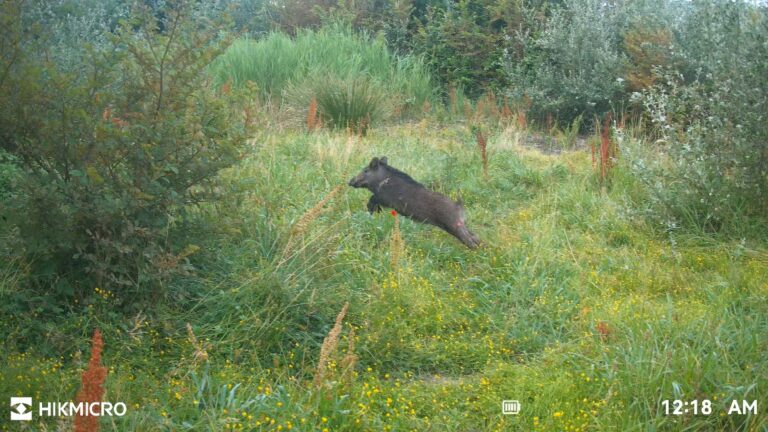 Test de la HIKCAM lors d’une chasse au sanglier avec ses beagles noirs de Provence