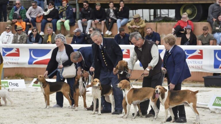 Concours de ferme, vente aux enchères, dîner spectacle, le programme du samedi au Game Fair