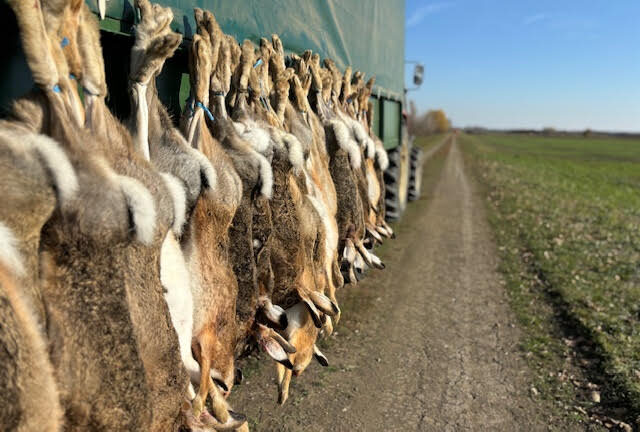 150 lièvres en deux jours : Romain Chaffard nous ouvre les portes de la Hongrie avec Hunting Pleasure