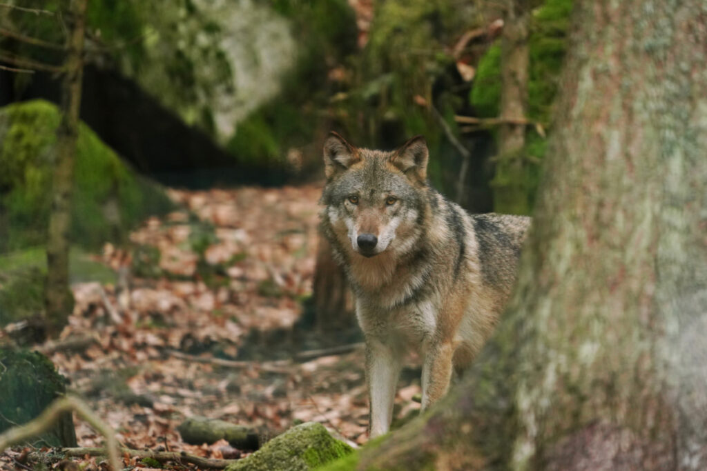 loup gris
