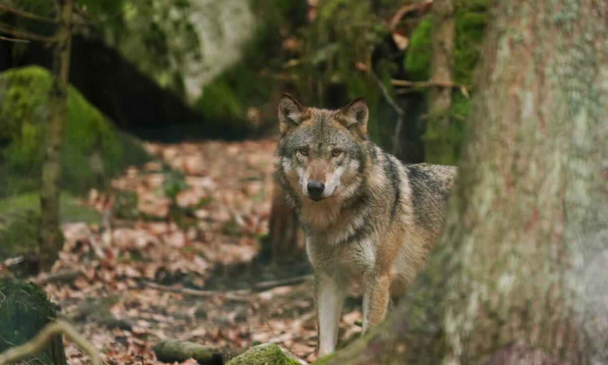 loup gris