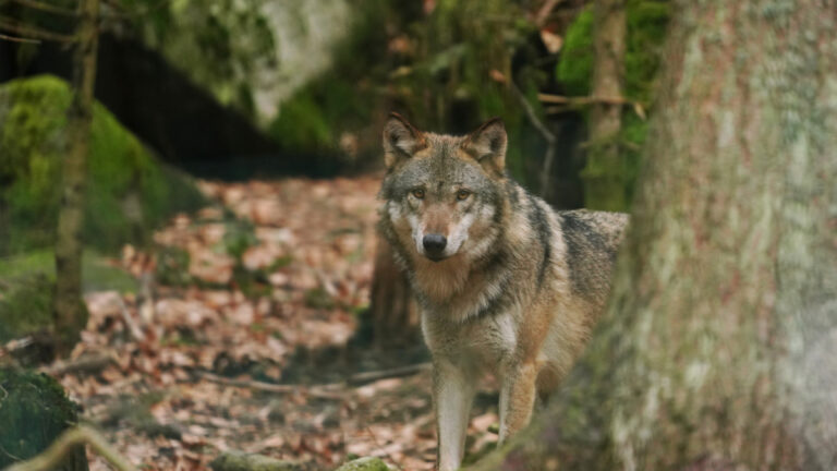 Le Sénat veut retirer le loup des espèces protégées