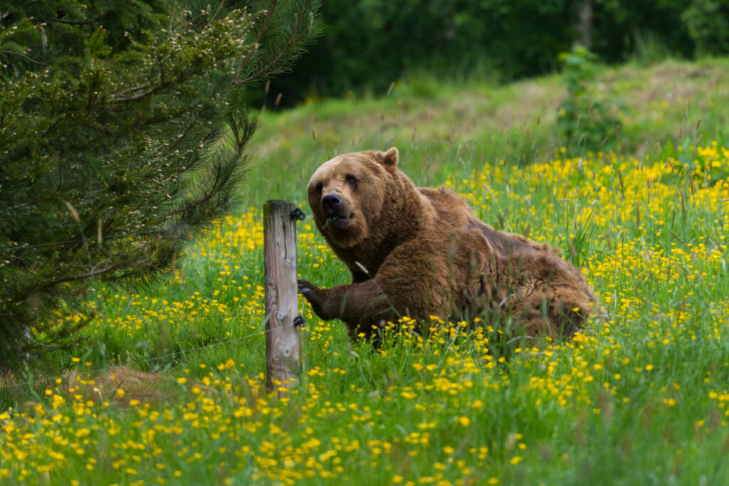 ours des Pyrénées