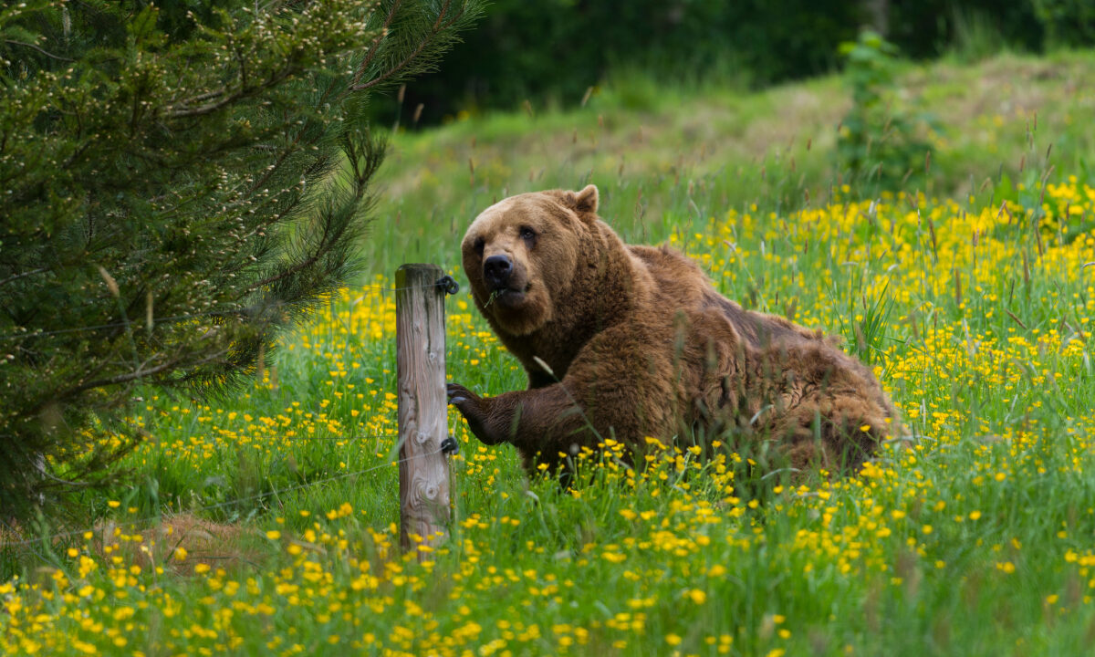 ours des Pyrénées
