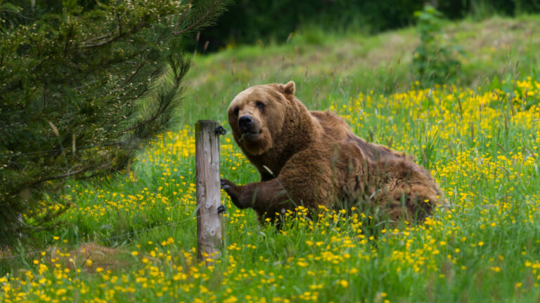 L’IA va reconnaître les ours des Pyrénées grâce à leur visage