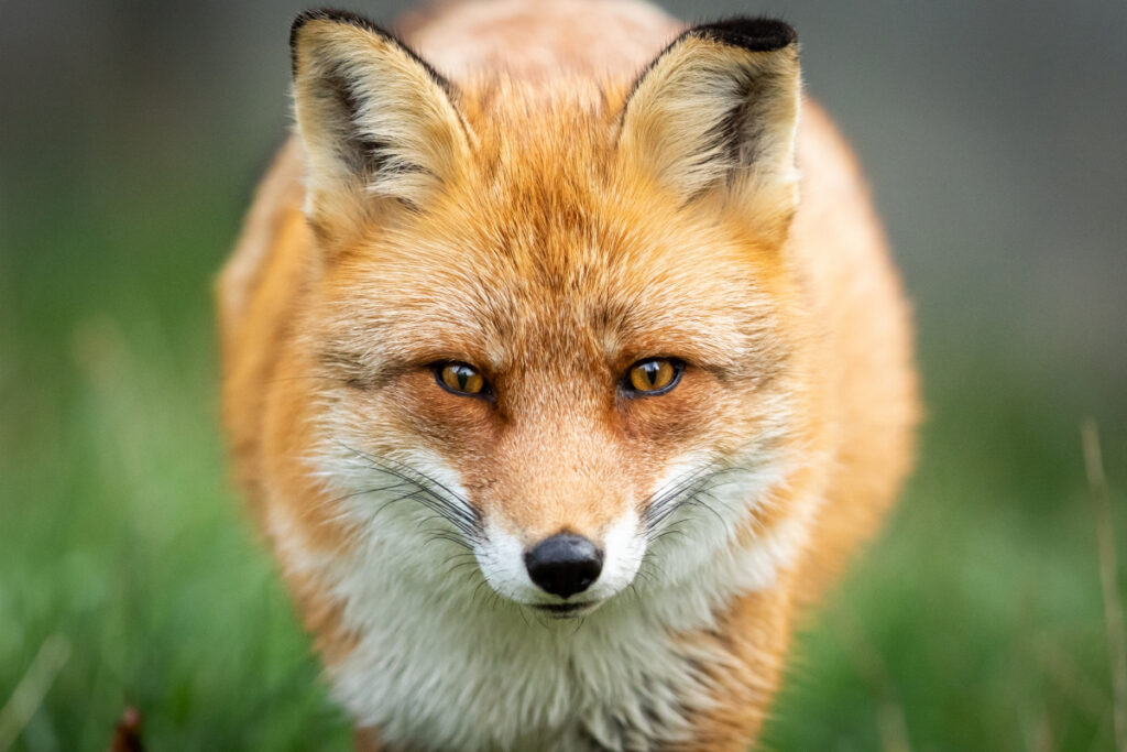 renard