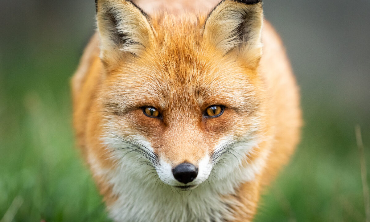 renard