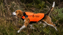 « Nous voulons devenir le leader de l&rsquo;équipement pour chiens de chasse » : Marc Labrot dévoile les ambitions de SOMLYS DOG
