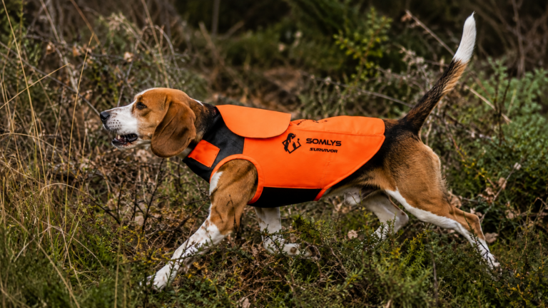 « Nous voulons devenir le leader de l&rsquo;équipement pour chiens de chasse » : Marc Labrot dévoile les ambitions de SOMLYS DOG