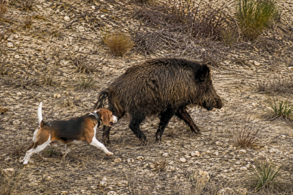 Beagle et sanglier