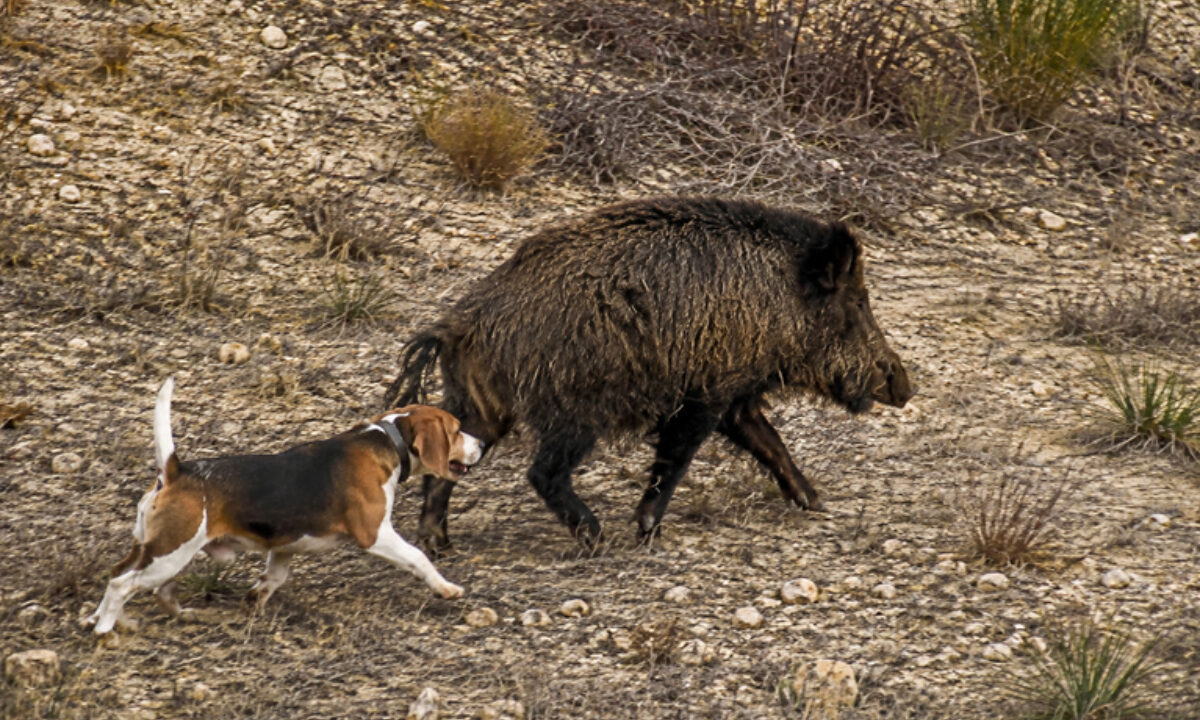 Beagle et sanglier