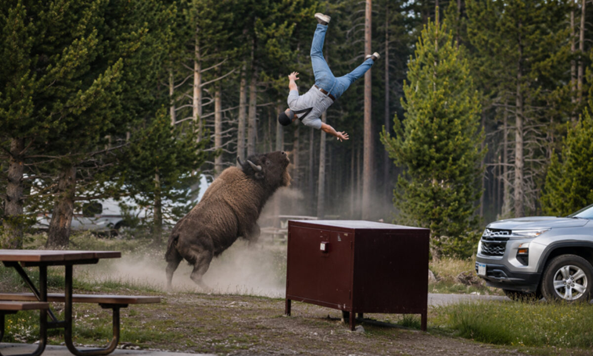 Bison chargeant un touriste au Yellowstone