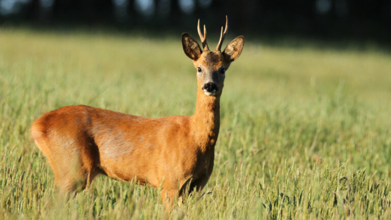Lot-et-Garonne : quand les jeunes montrent le vrai visage de la chasse à l&rsquo;approche