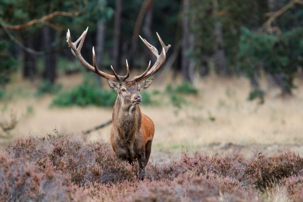 Cerf élaphe