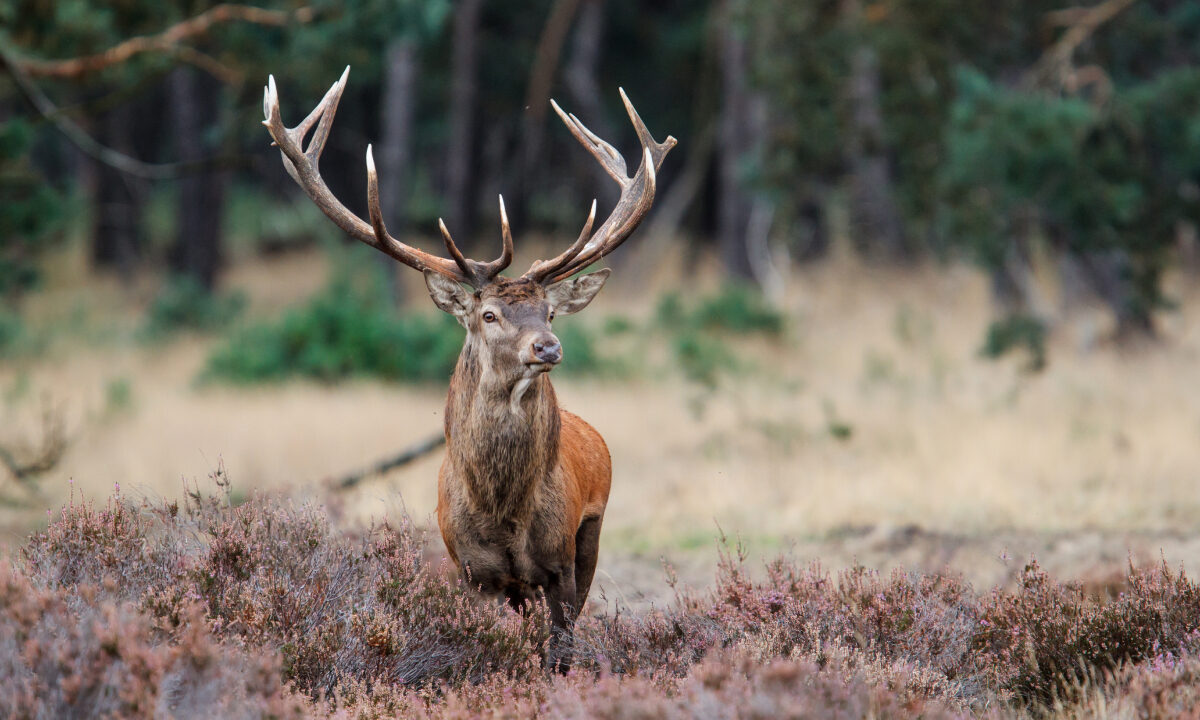 Cerf élaphe