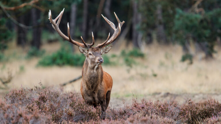 Moselle: des chasseurs attaquent l’ONF en justice pour défendre le cerf