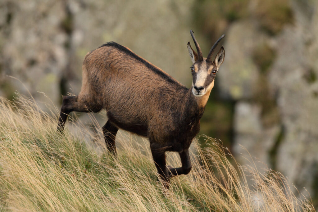 Chamois