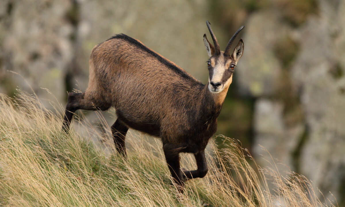 Chamois