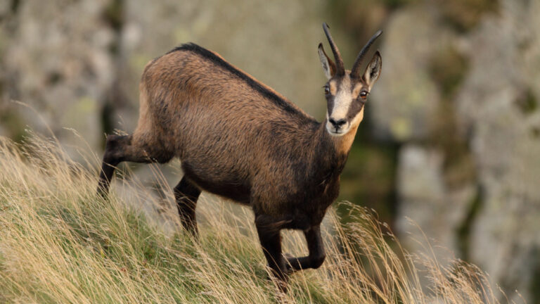 Doubs : même réduit, le plan de chasse du chamois indigne l’ASPAS