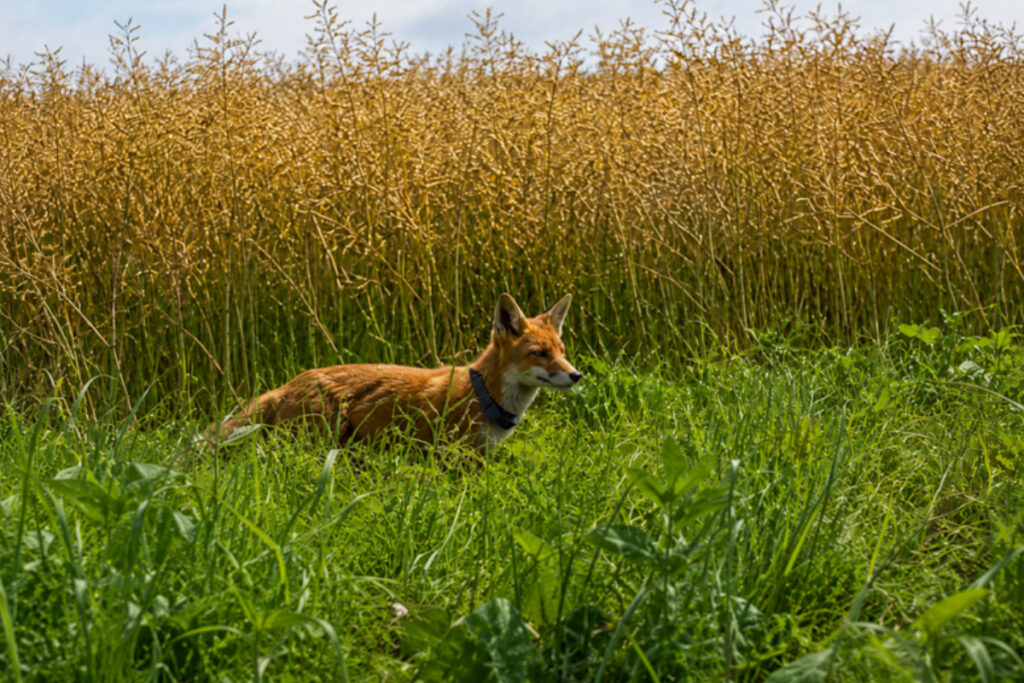 Claude le renard équipé d'un GPS par la FDC 59
