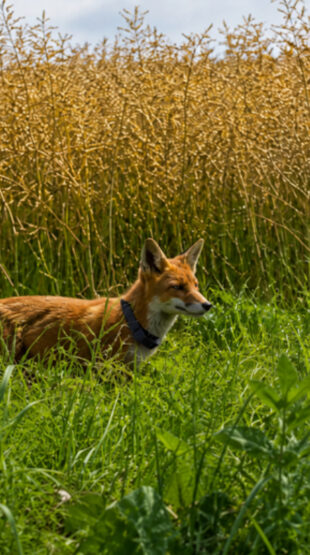 Claude le renard « GPS » des chasseurs du Nord rate son attaque sur des faisans