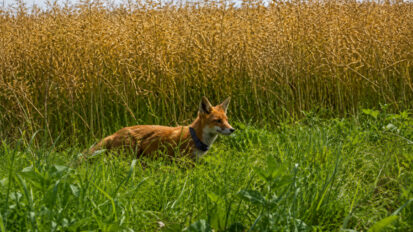 Claude le renard « GPS » des chasseurs du Nord rate son attaque sur des faisans