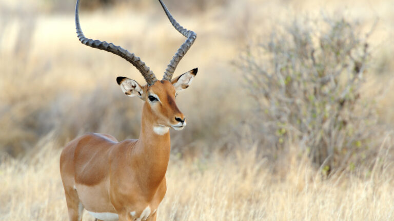Importation des trophées de chasse : le Gouvernement sommé de clarifier ses intentions