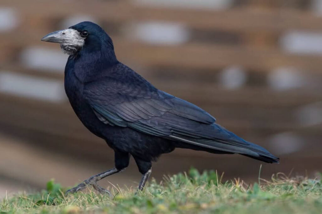 Corbeau freux