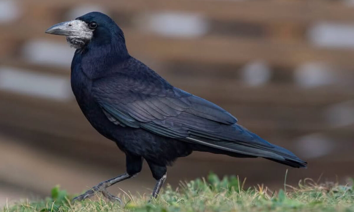 Corbeau freux