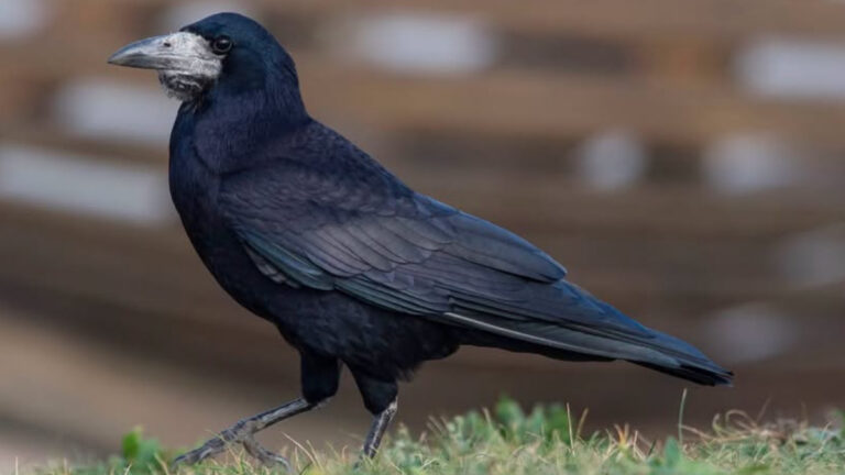 Le Nord se mobilise pour conserver le corbeau freux ESOD